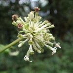 Psychotria altimontana