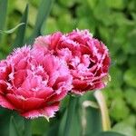 Dianthus caryophyllusKvět