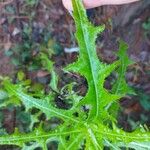 Sonchus congestus Blatt