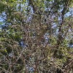 Commiphora mollis Hábito