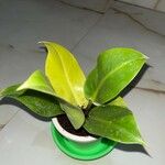 Philodendron martianum Blad