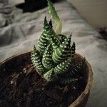 Haworthia reinwardtii Hostoa