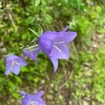 Campanula persicifoliaŽiedas