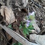 Corydalis pumila Flower