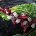 Cautleya spicata Costuma