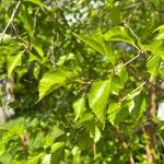 Betula davurica Leaf