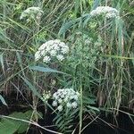 Sium latifolium Habitatea