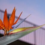 Strelitzia reginae Květ