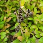 Gambelia speciosa Fruit