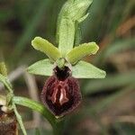 Ophrys passionis Ostatní