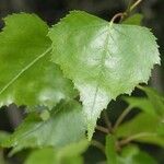 Betula populifolia পাতা