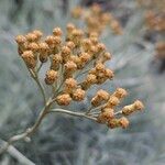 Helichrysum italicum Фрукт