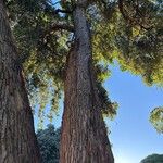 Eucalyptus sideroxylon Corteza