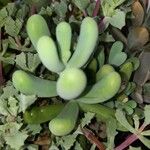 Sedum allantoides Folha