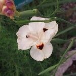Dietes bicolor Flower
