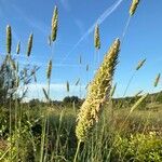 Phalaris aquatica Flor