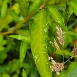 Persicaria punctata Hostoa