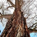 Populus × canescens Corteccia