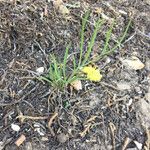 Lomatium triternatum Hàbitat