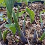 Hosta longipes Листок