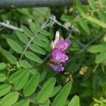 Vicia cassubica Deilen