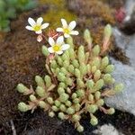 Saxifraga conifera ফুল
