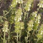 Sideritis fruticulosa Plante entière