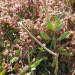 Cuscuta palaestina Vekstform