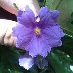 Solanum nudum Flower