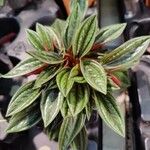 Peperomia caperata 葉