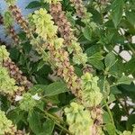 Ocimum americanum Цвят