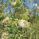 Baccharis salicina Habitus