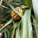 Pandanus odorifer Meyve