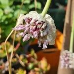 Allium sativum Fruit