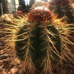 Melocactus levitestatus Hoja