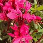 Gaura lindheimeri Blüte
