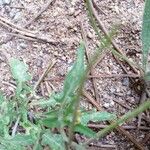 Sisymbrium orientale Leaf