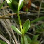 Linum catharticum Leaf