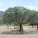 Quercus emoryi Habitat