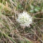 Allium ericetorum പുഷ്പം