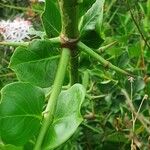 Carissa spinarum Leaf