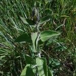 Stachys germanica Blad