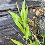 Chasmanthium latifolium Blatt