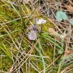 Brimeura fastigiata Leaf