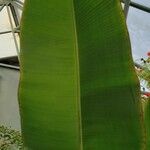 Musa acuminata 葉