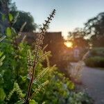 Teucrium scorodoniaFlower