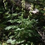 Aconitum vulparia Облик