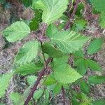 Rubus discolor برگ