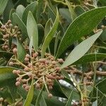 Acacia melanoxylon Fruit