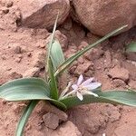 Colchicum ritchii Flower